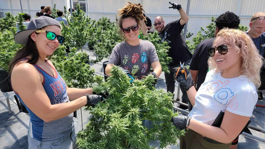 The Chronic Guru team harvesting at the farm